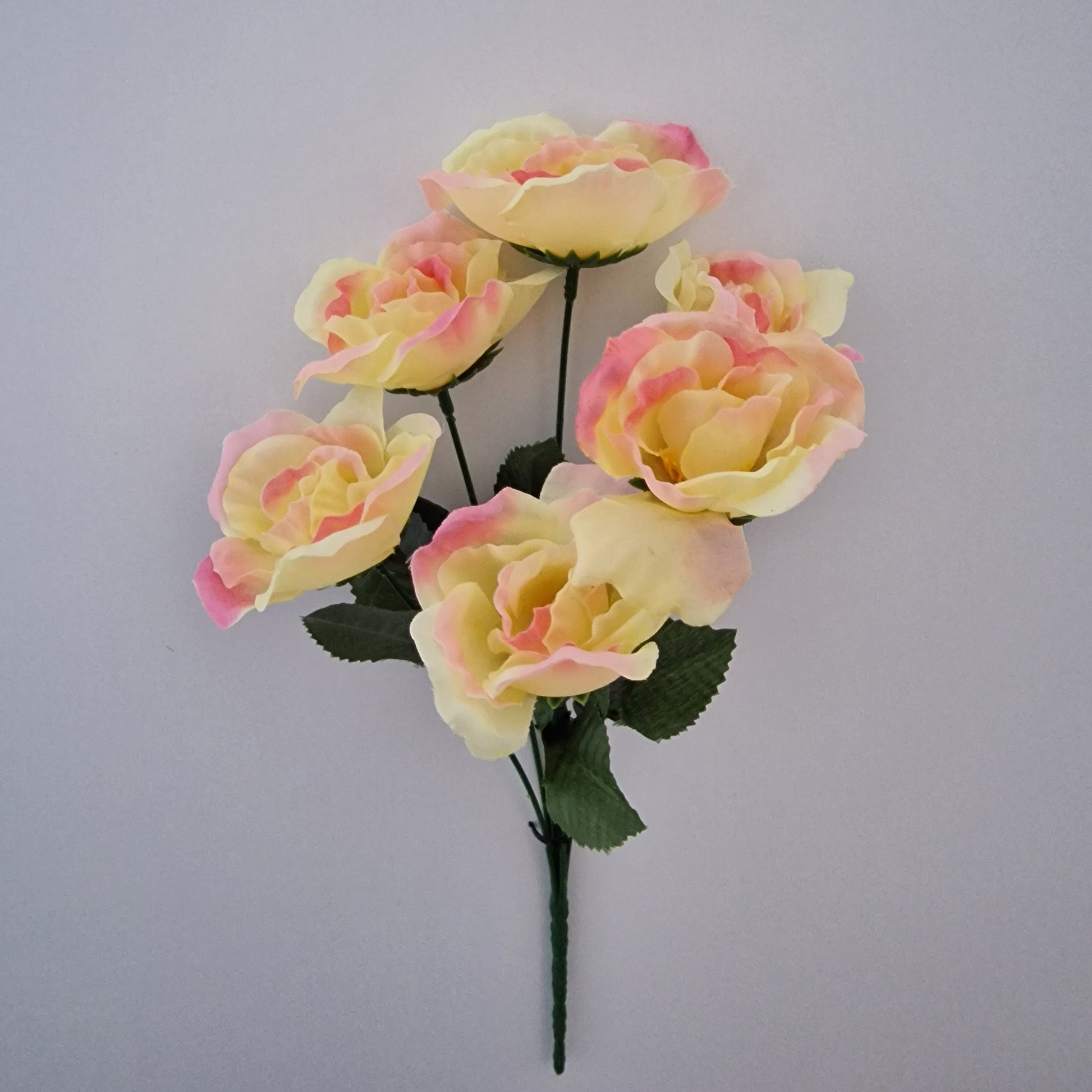 Cabbage Rose Bush Six Colours 5 Head - Amor Flowers